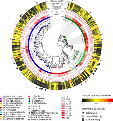 Characterization of Metagenome-Assembled Genomes and Carbohydrate-Degrading Genes in the Gut Microbiota of Tibetan Pig